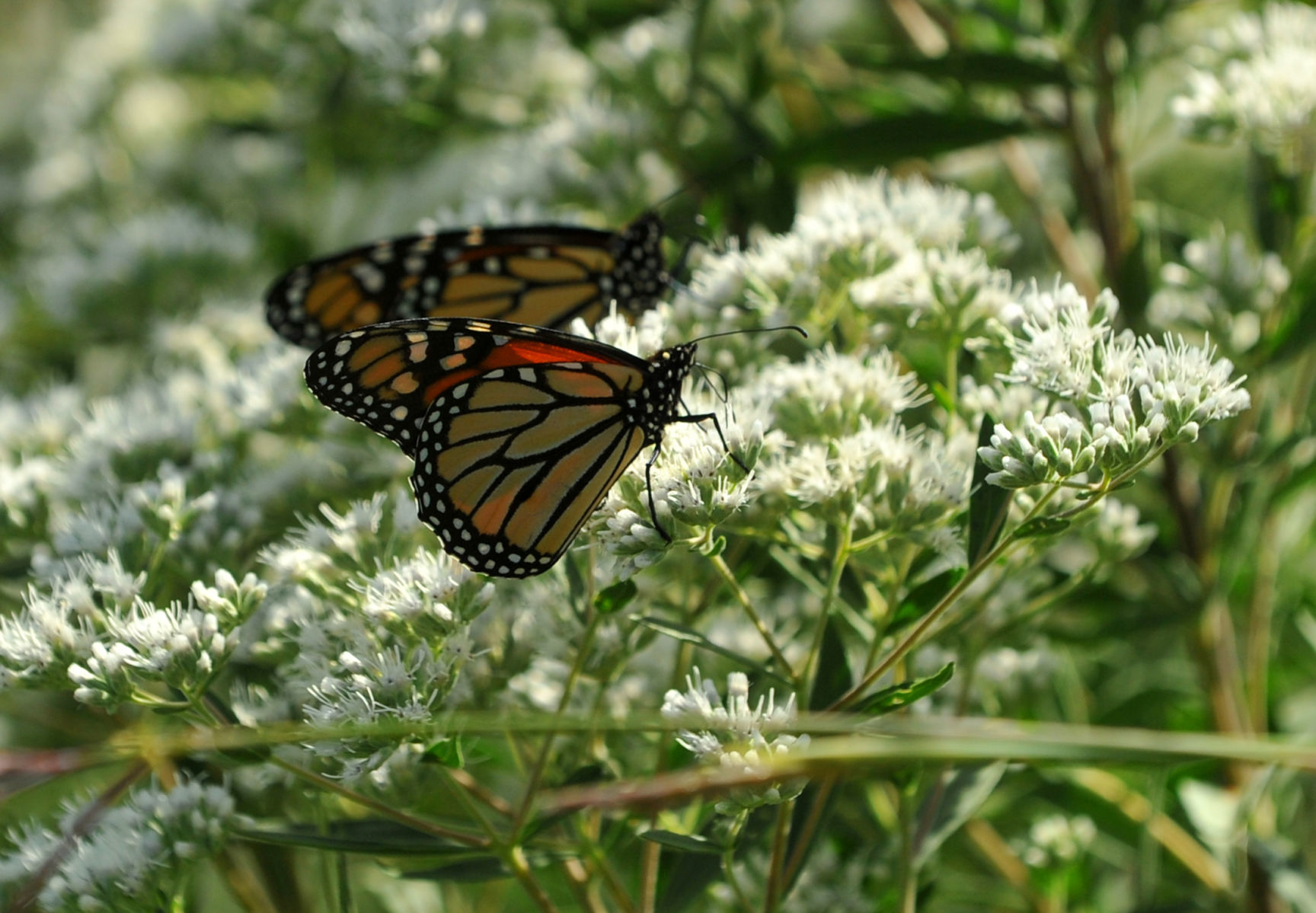 Davenport Fairmount Cemetery prairie